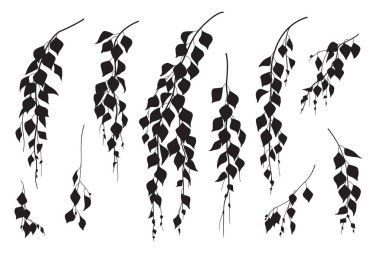 Beyaz yapraklı ağaç dallarından oluşan siyah siluetler. Vector monokrom yaprağı, ağlayan huş ağacı. Yapay bitki elementi.