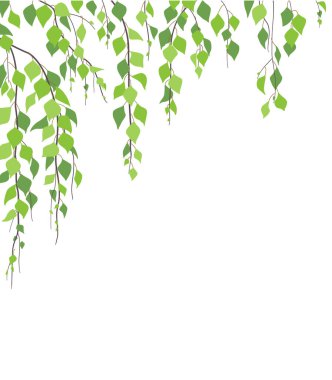 Basit ağaç dalları ve beyaz üzerine izole edilmiş yeşil yaprakları olan vektör arkaplan. Bahar ya da yaz mevsiminde taze yaprak ağlayan huş ağacıyla yan köşe düzenlemesi. Çizim düz biçimli.