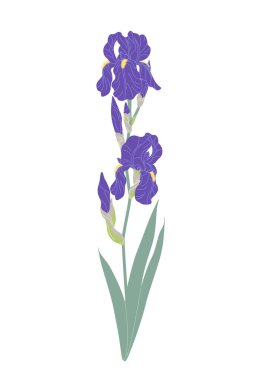 Basit iris dalı beyaz arkaplanda izole edilmiş. Büyük mor çiçekler, tomurcuklar ve yeşil yapraklar çiçek açan bahçenin yüksek sapında. Botanik vektör düz illüstrasyon.