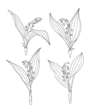 Vadideki tek renkli Lily seti beyaz arka planda izole edilmiş. Ana hatlarıyla Convallaria majalis beyaza izole edilmiş. Dekorasyon veya renklendirme sayfası için siyah ve beyaz vektör çizimi. 