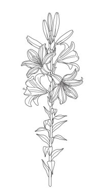 Ana hatlarıyla Lily 'nin dalını büyük çiçekler, tomurcuklar ve yapraklarla beyaza izole edilmiş yüksek gövdeye çiz. Çiçek açan bahçe bitkisinin siyah hatları. Dekorasyon veya renklendirme sayfası için vektör tek renkli illüstrasyon.