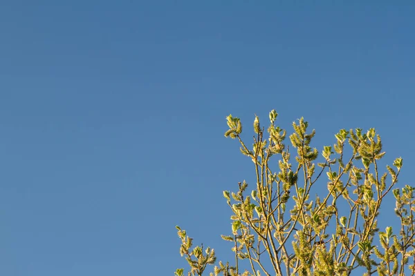 Rama Con Hojas Verdes Fondo Del Cielo Azul Hojas Primavera —  Fotos de Stock