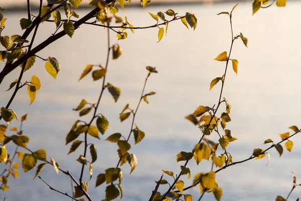 하늘의 배경에 잎이있는 봄잎이 — 스톡 사진