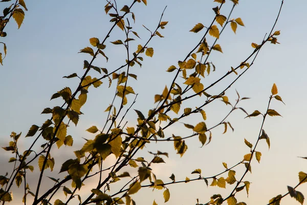 Tak Met Groene Bladeren Achtergrond Van Blauwe Lucht Lente Bladeren — Stockfoto