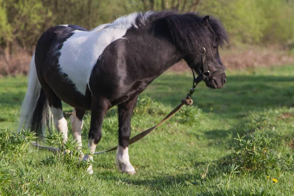 Svart Och Vit Hästrasen Ponny Hästar Betar Ängen Hästen Äter — Stockfoto