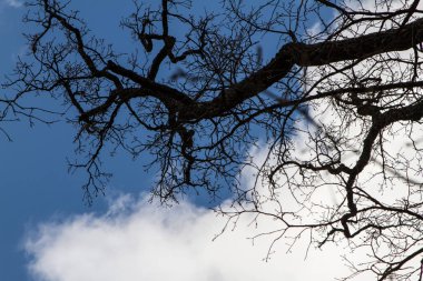 Yapraksız İngiliz meşe ağacı. Ağaç dalları ve gövde mavi gökyüzüne bakar. Meşe yaygın gücü ve gücü ile bilinir, bir meşe yüksekliği 50 metre olabilir. Bir meşe ağacının ömrü 5 yüzyıla kadardır, ancak tarihte 