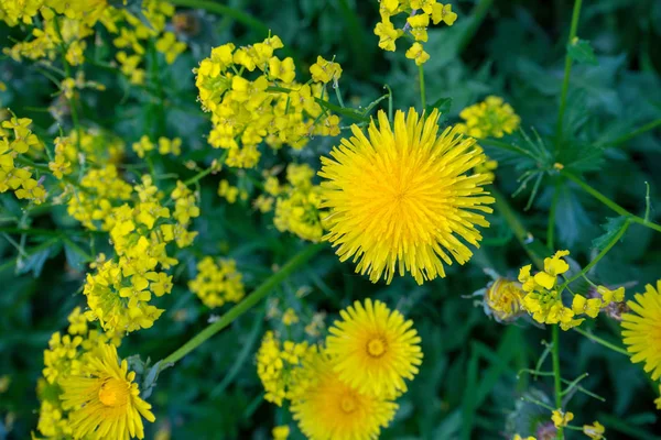 Dandelion Officinalis Num Dia Ensolarado Cristianismo Ele Símbolo Das Paixões — Fotografia de Stock