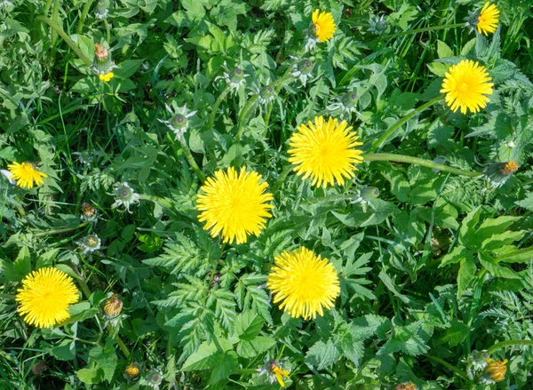 Dente Leone Officinalis Una Giornata Sole Nel Cristianesimo Simbolo Delle — Foto Stock