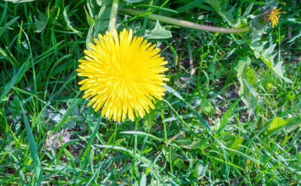 Dente Leone Officinalis Una Giornata Sole Nel Cristianesimo Simbolo Delle — Foto Stock