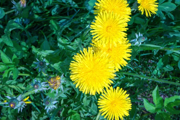 Dente Leone Officinalis Una Giornata Sole Nel Cristianesimo Simbolo Delle — Foto Stock