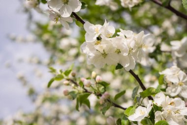 Elma ağacı çiçek açtı. İlkbaharda elmanın beyaz çiçekleri. Aşkın, neşenin, çiçekliliğin, umudun sembolü. Önce tomurcuklar pembe, sonra çiçekler beyaz. Resim ilkbaharda, açık ve güneşli bir günde çekildi..