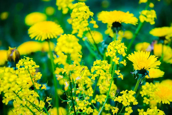 Karahindiba officinalis, güneşli bir günde. Hıristiyanlıkta, O Tanrı'nın tutkularının bir sembolüdür. O güneşin, yeniden doğuşun, anlayışın ve sevginin sembolüdür. Feng shui karahindiba yararlı bitkilerdir. Aile üyesini koruduklarına inanılıyor.