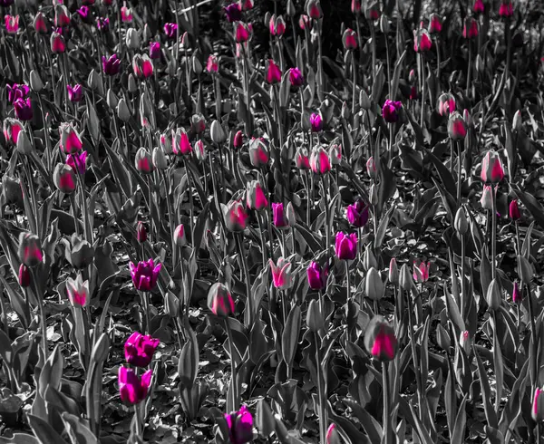 Tulipas Multicoloridas Parque Gramado Símbolo Amor Roubo Acordo Com Feng — Fotografia de Stock