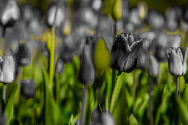 Des Tulipes Multicolores Dans Parc Sur Pelouse Symbole Amour Vol — Photo