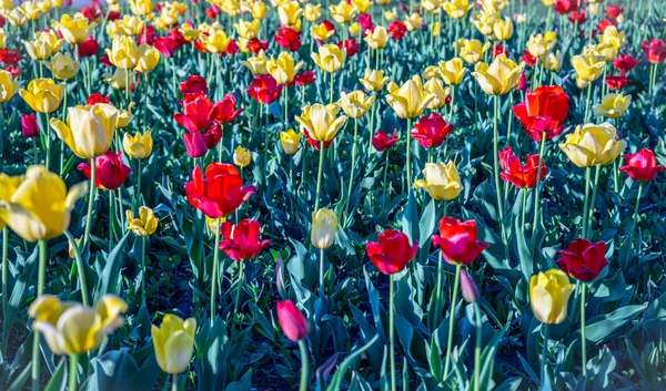 Wielokolorowe Tulipany Parku Trawniku Symbol Miłości Kradzieży Zgodnie Feng Shui — Zdjęcie stockowe