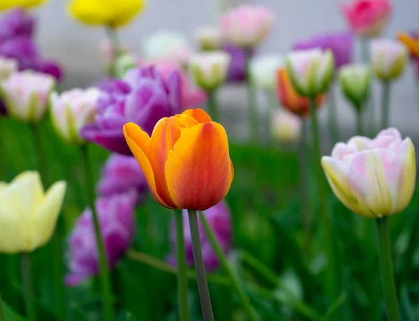 Tulipanes Multicolores Parque Césped Símbolo Amor Robo Según Feng Shui —  Fotos de Stock