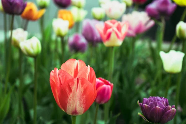 Pestrobarevné Tulipány Parku Trávníku Symbol Lásky Krádeže Podle Feng Shui — Stock fotografie