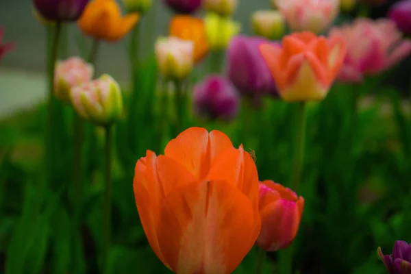 Tulipanes Multicolores Parque Césped Símbolo Amor Robo Según Feng Shui —  Fotos de Stock