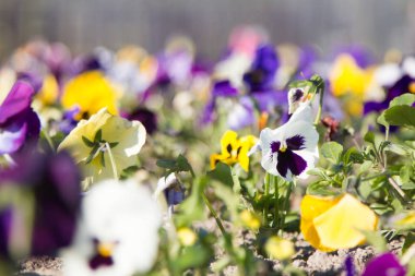 Bahçedeki çiçekler