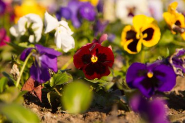 Bahçedeki çiçekler