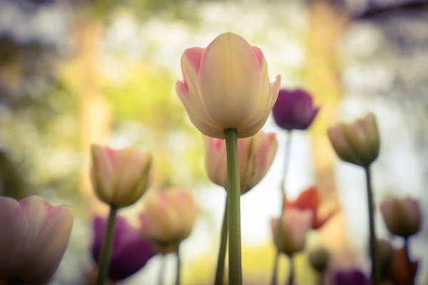 Tarka Tulipánok Parkban Gyepen Jelképe Szeretet Lopás Szerint Feng Shui — Stock Fotó