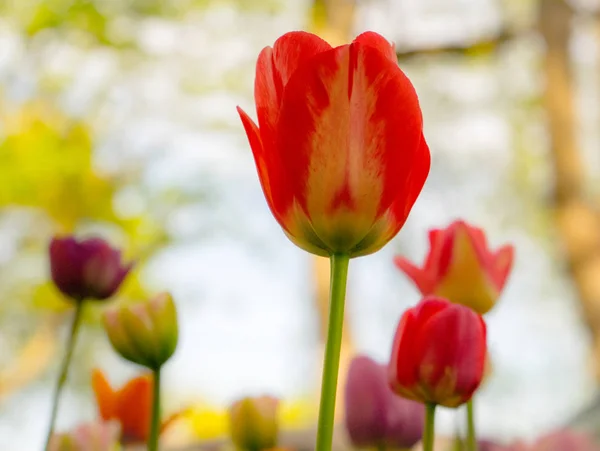 Pestrobarevné Tulipány Parku Trávníku Symbol Lásky Krádeže Podle Feng Shui — Stock fotografie