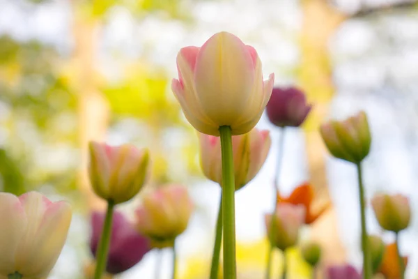 Pestrobarevné Tulipány Parku Trávníku Symbol Lásky Krádeže Podle Feng Shui — Stock fotografie