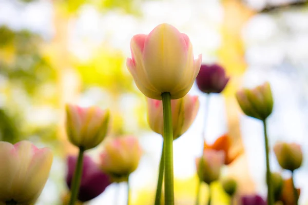 Tarka Tulipánok Parkban Gyepen Jelképe Szeretet Lopás Szerint Feng Shui — Stock Fotó