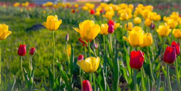 Multicolored tulips in the park, on the lawn. Symbol of love and theft. According to Feng Shui, tulips symbolize the beginning, the birth of something new. Incredibly beautiful flowers! A stunning palette of shades and a variety of varieties make the