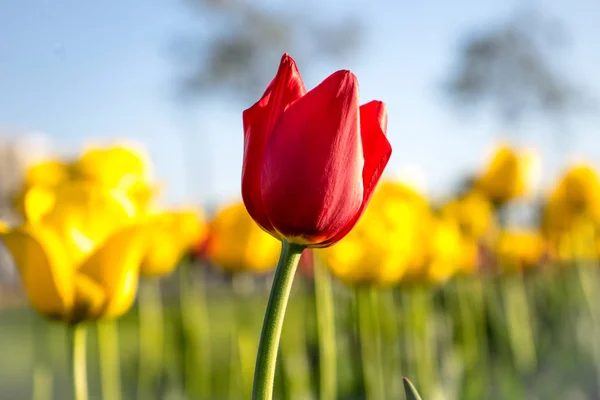 Pestrobarevné Tulipány Parku Trávníku Symbol Lásky Krádeže Podle Feng Shui — Stock fotografie
