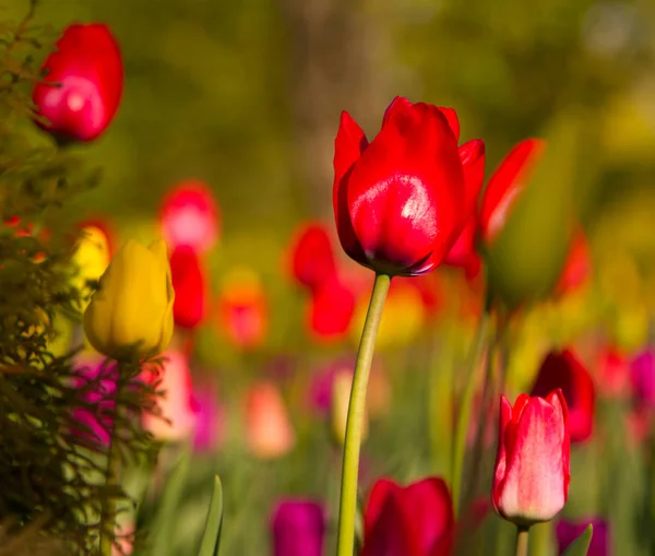 Wielokolorowe Tulipany Parku Trawniku Symbol Miłości Kradzieży Zgodnie Feng Shui — Zdjęcie stockowe