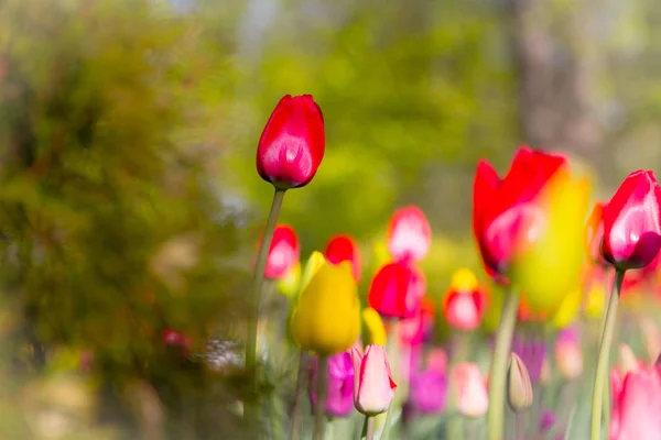 Tulipas Multicoloridas Parque Gramado Símbolo Amor Roubo Acordo Com Feng — Fotografia de Stock