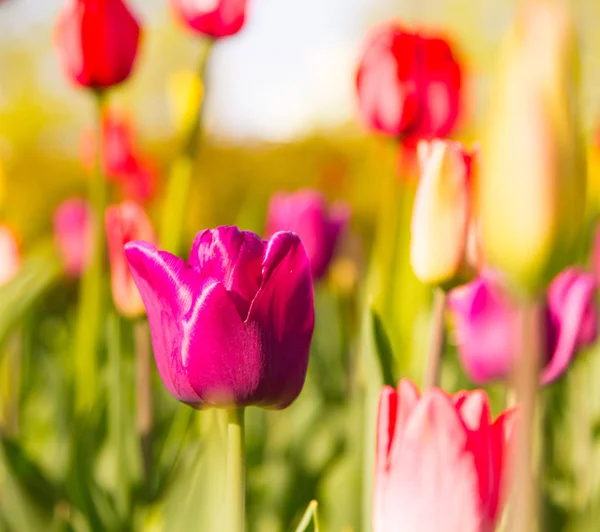 Pestrobarevné Tulipány Parku Trávníku Symbol Lásky Krádeže Podle Feng Shui — Stock fotografie