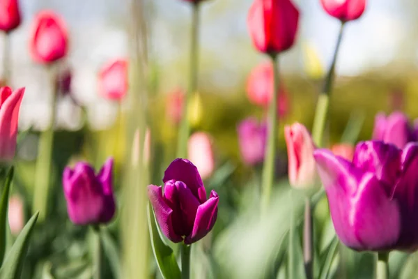 Tulipanes Multicolores Parque Césped Símbolo Amor Robo Según Feng Shui —  Fotos de Stock