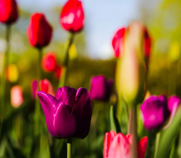 Tulipanes Multicolores Parque Césped Símbolo Amor Robo Según Feng Shui —  Fotos de Stock