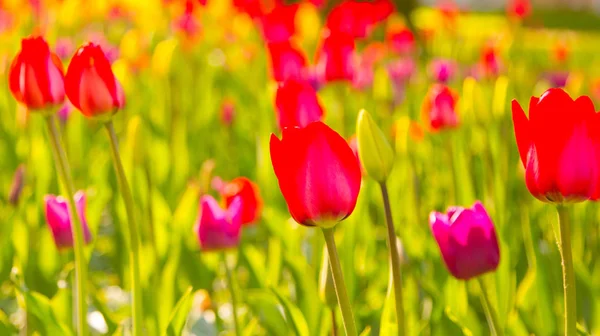 Tulipanes Multicolores Parque Césped Símbolo Amor Robo Según Feng Shui —  Fotos de Stock