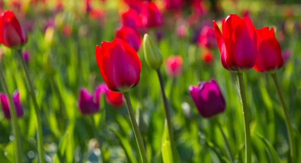 Tulipanes Multicolores Parque Césped Símbolo Amor Robo Según Feng Shui —  Fotos de Stock