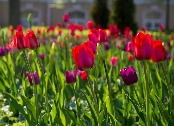 Multicolored tulips in the park, on the lawn. Symbol of love and theft. According to Feng Shui, tulips symbolize the beginning, the birth of something new. Incredibly beautiful flowers! A stunning palette of shades and a variety of varieties make the