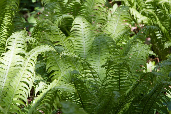 Fern leaves in the forest. Vegetation under trees in humid places. Forest, spring. Day.