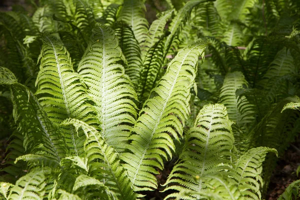 シダは森の中に葉を残す 湿気の多い場所の木の下の植生 — ストック写真