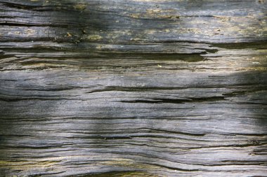 Düşmüş yaşlı ağaç. Bagaj çürümeye başladı. Yeşil yosun ve odun kabukları oyuk içinde büyür. Açık ve güneşli bir günde ormanda çekilen fotoğraf. Bahar. Ağaç kütüğü