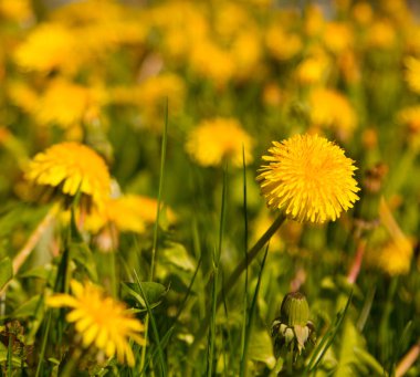 Karahindiba officinalis, güneşli bir günde. Hıristiyanlıkta, O Tanrı'nın tutkularının bir sembolüdür. O güneşin, yeniden doğuşun, anlayışın ve sevginin sembolüdür. Feng shui karahindiba yararlı planı vardır