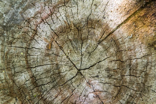 森の中の古い木の切り株カットに年次リング 腐った木夏 — ストック写真