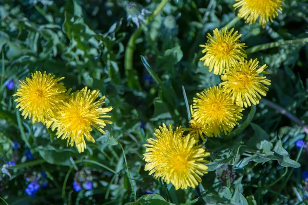 Dandelion Officinalis Sunny Day Christianity Symbol Passions Lord Symbol Sun — Stock Photo, Image
