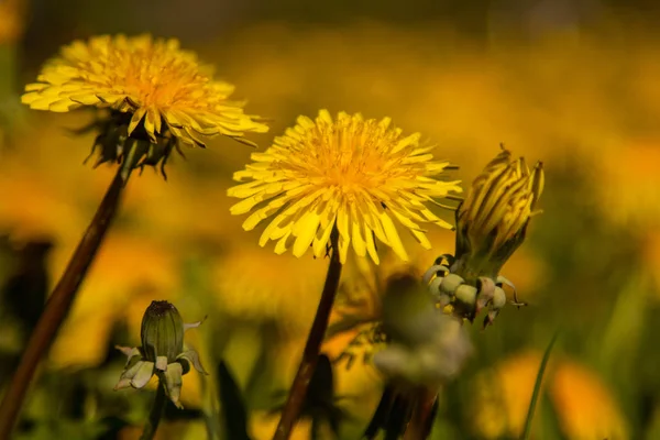 Dente Leone Officinalis Una Giornata Sole Nel Cristianesimo Simbolo Delle — Foto Stock