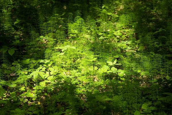 Farklı renklerde soyutlama. Temanın temeli, çeşitli bitkiler, yapraklar, dallar.