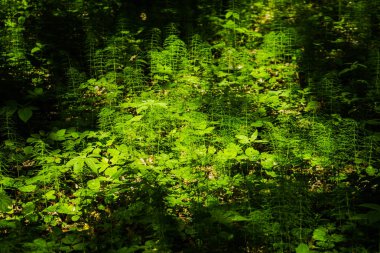 Farklı renklerde soyutlama. Temanın temeli, çeşitli bitkiler, yapraklar, dallar.