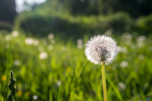 Dandelii Proti Modré Obloze Zelená Tráva Večer Slunný Den Léto — Stock fotografie