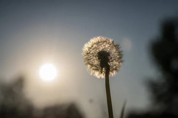 Paardebloemen Tegen Blauwe Hemel Groen Gras Avond Zonnige Dag Zomer — Stockfoto