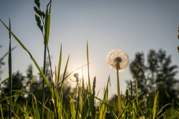 Dandelii Proti Modré Obloze Zelená Tráva Večer Slunný Den Léto — Stock fotografie